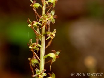 Inflorescence